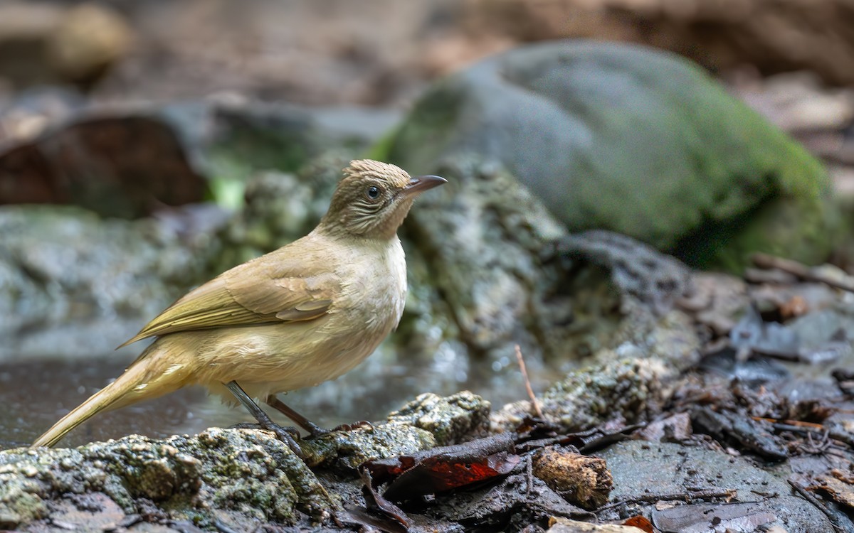 Streak-eared Bulbul - ML647455640