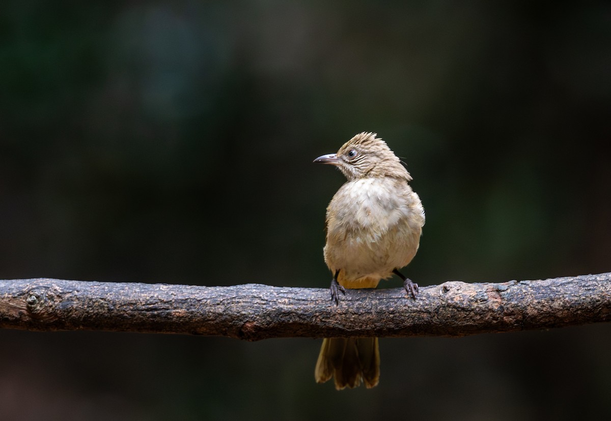 Streak-eared Bulbul - ML647455641