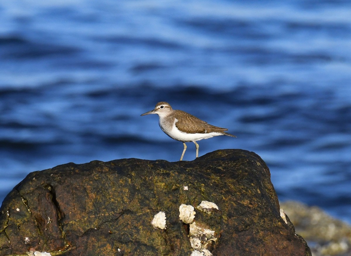 ביצנית לבנת-בטן - ML647455642
