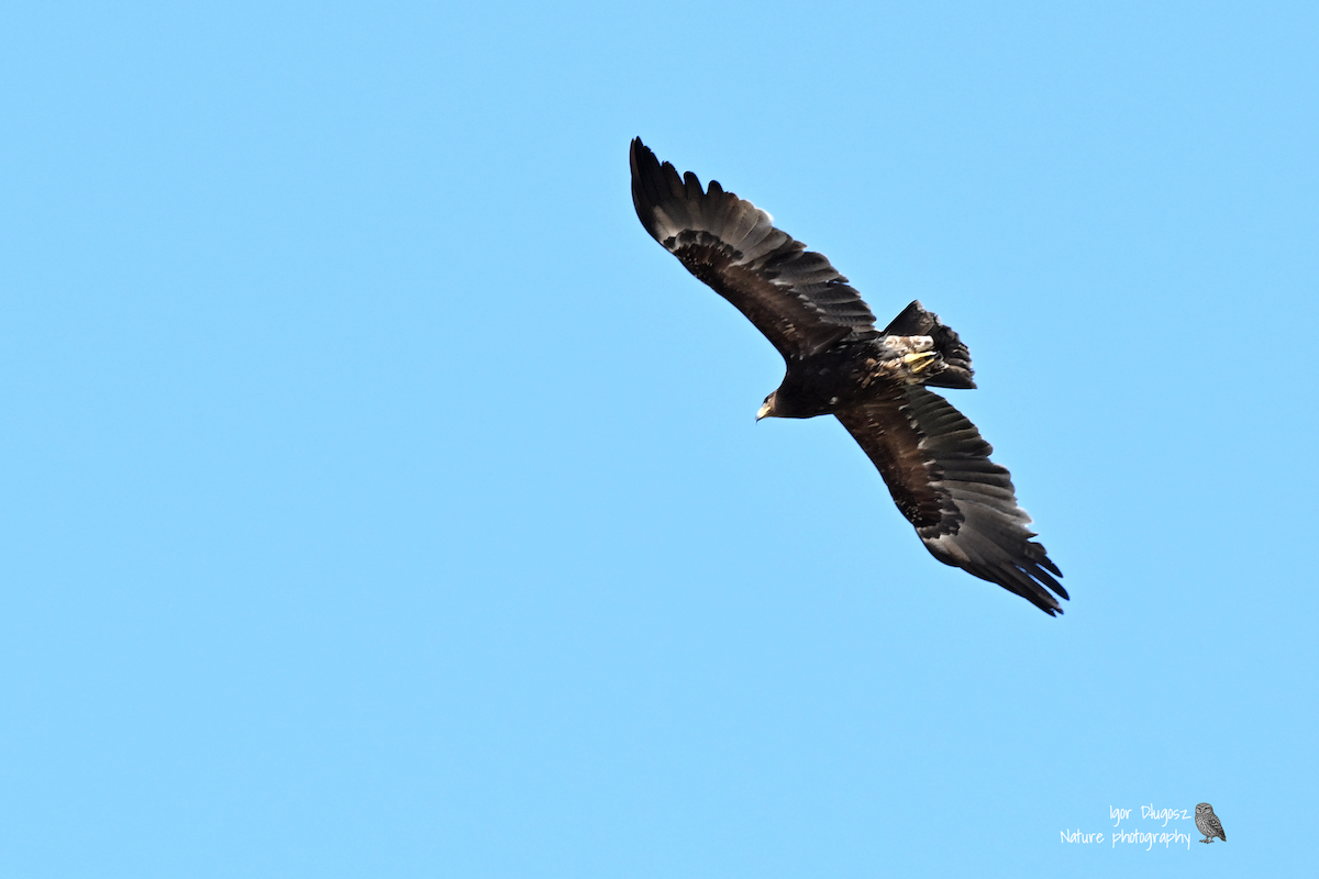 עיט צפרדעים - ML647455645