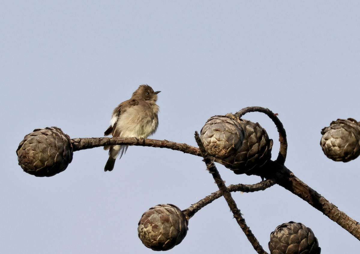 Brown-backed Honeybird - ML647455646