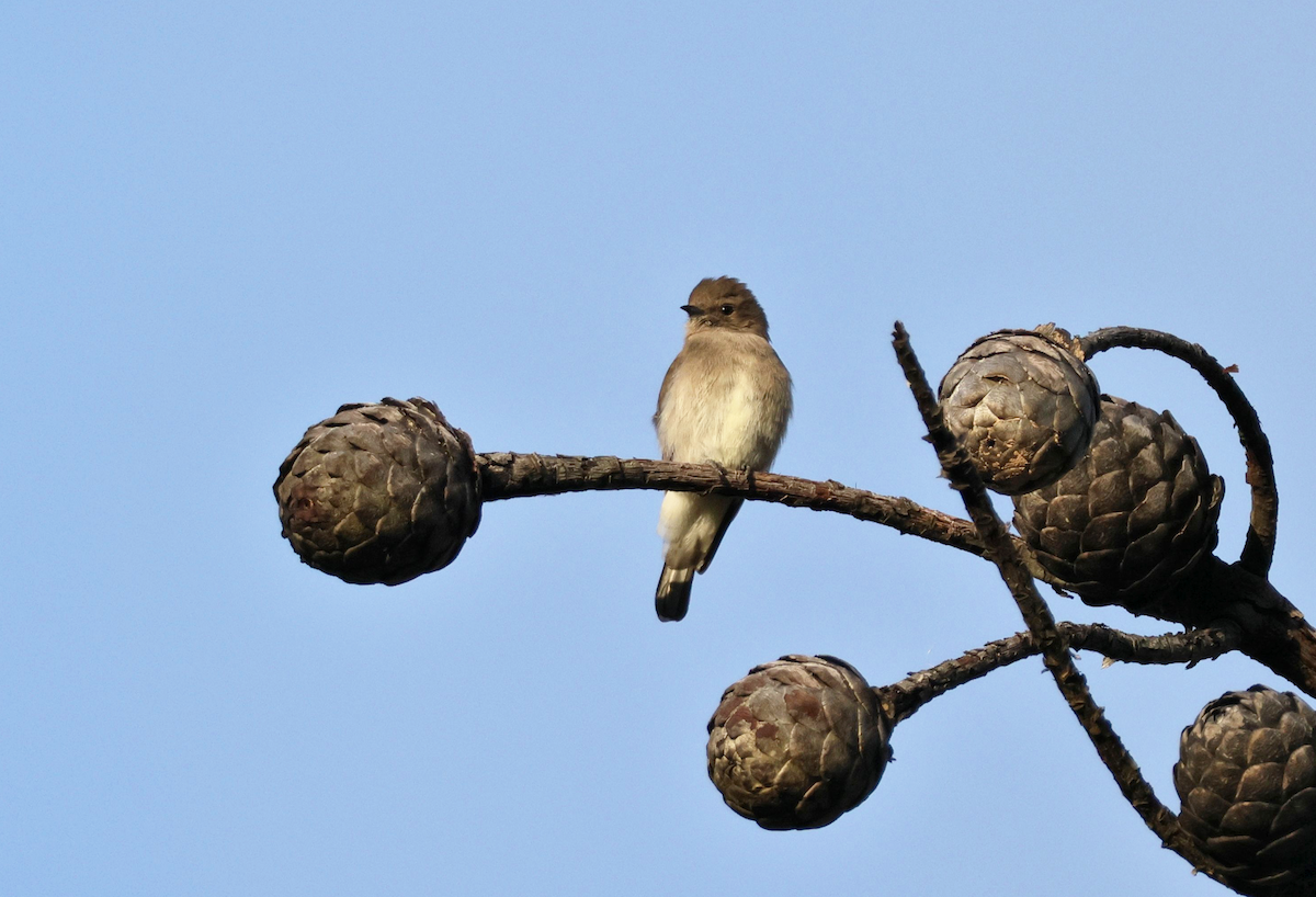 Brown-backed Honeybird - ML647455647