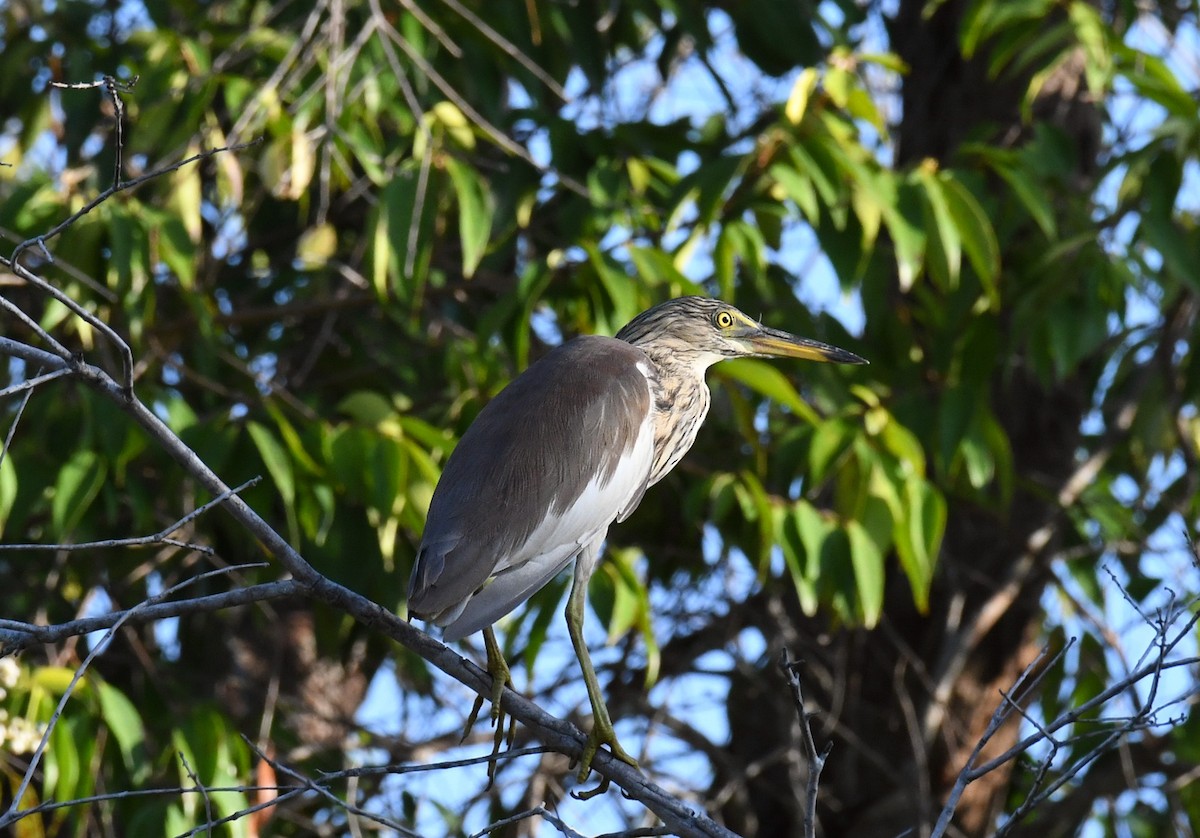 Chinese Pond-Heron - ML647455649