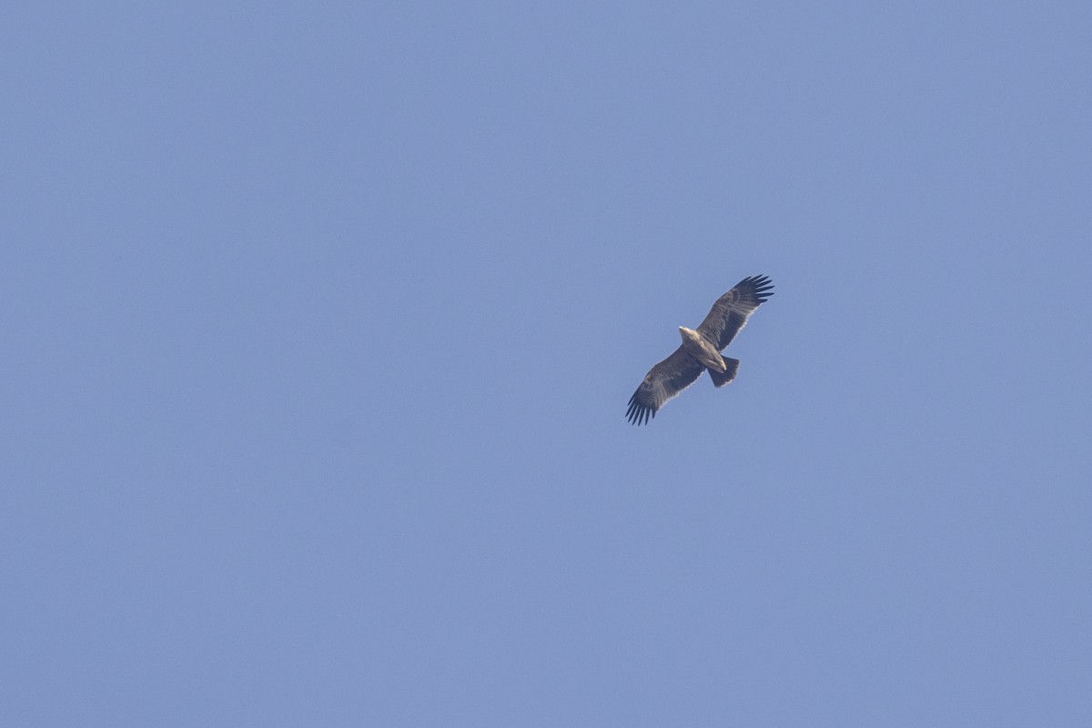 Imperial Eagle - ML647455650