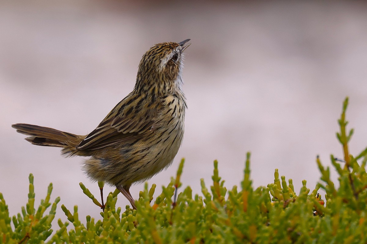 Striated Fieldwren - ML647455651