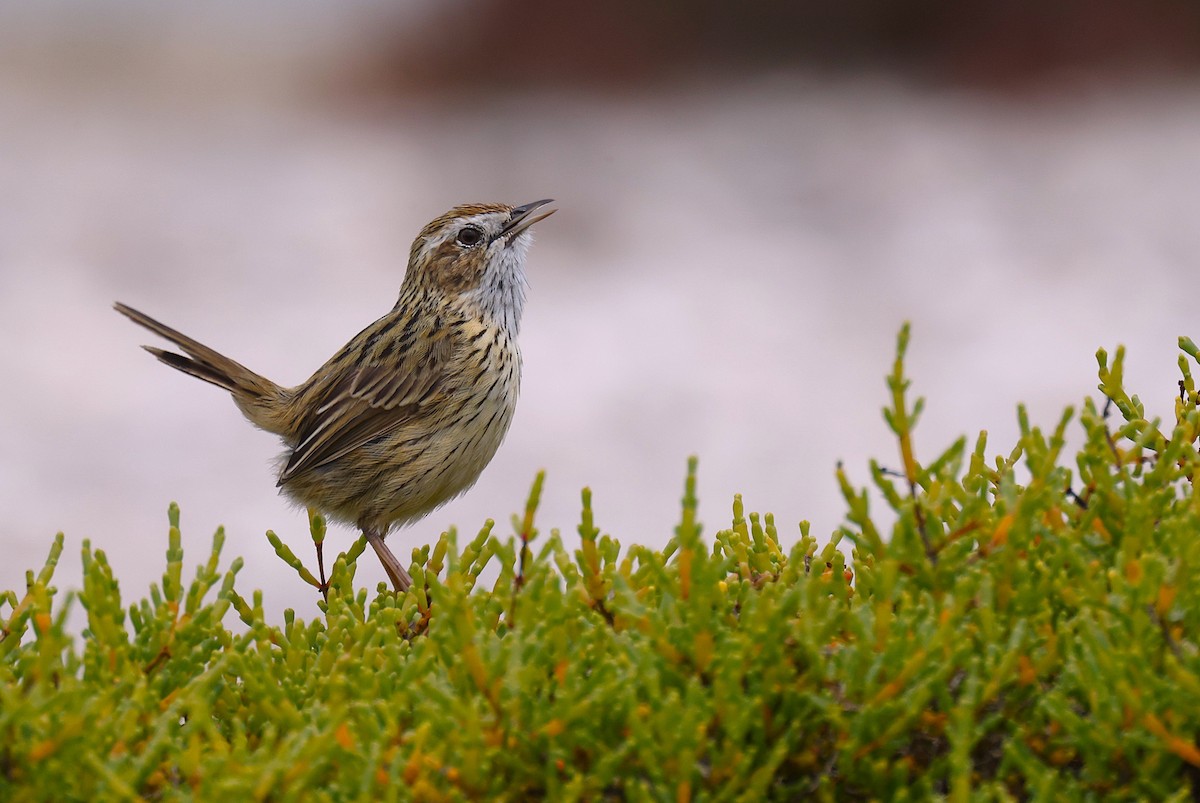 Striated Fieldwren - ML647455652