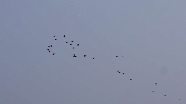 Rosy Starling - ML647455653