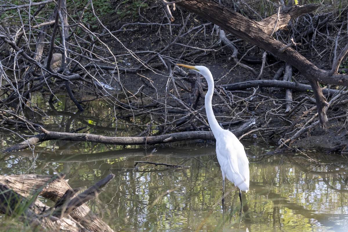 Great Egret - ML647455654