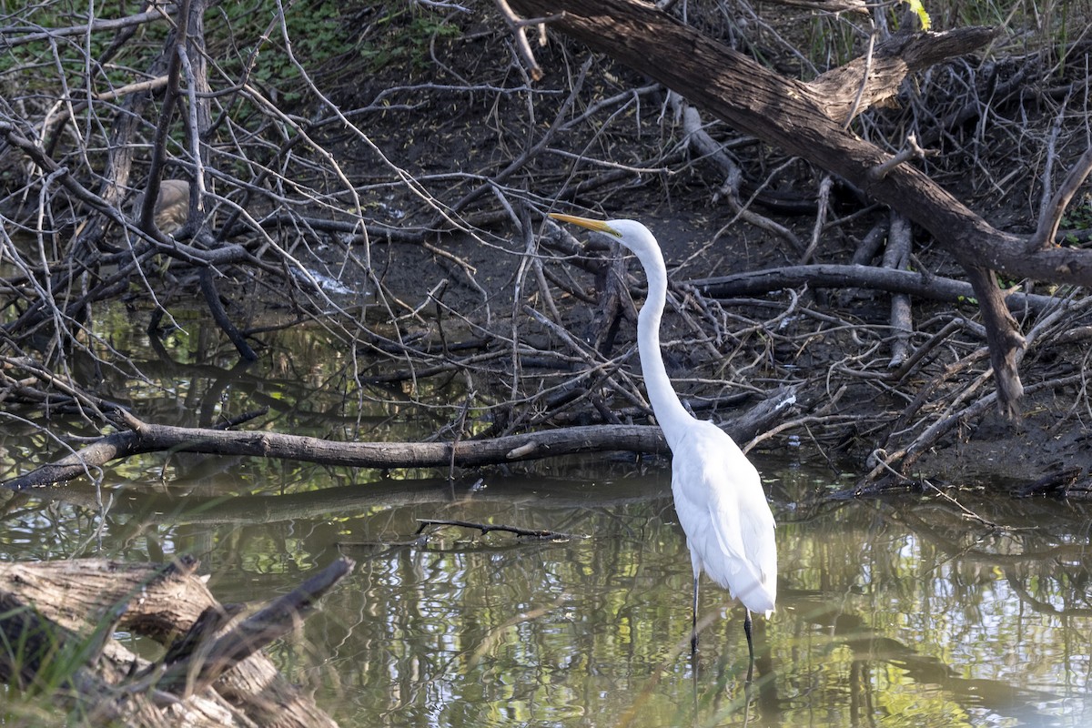 Great Egret - ML647455655