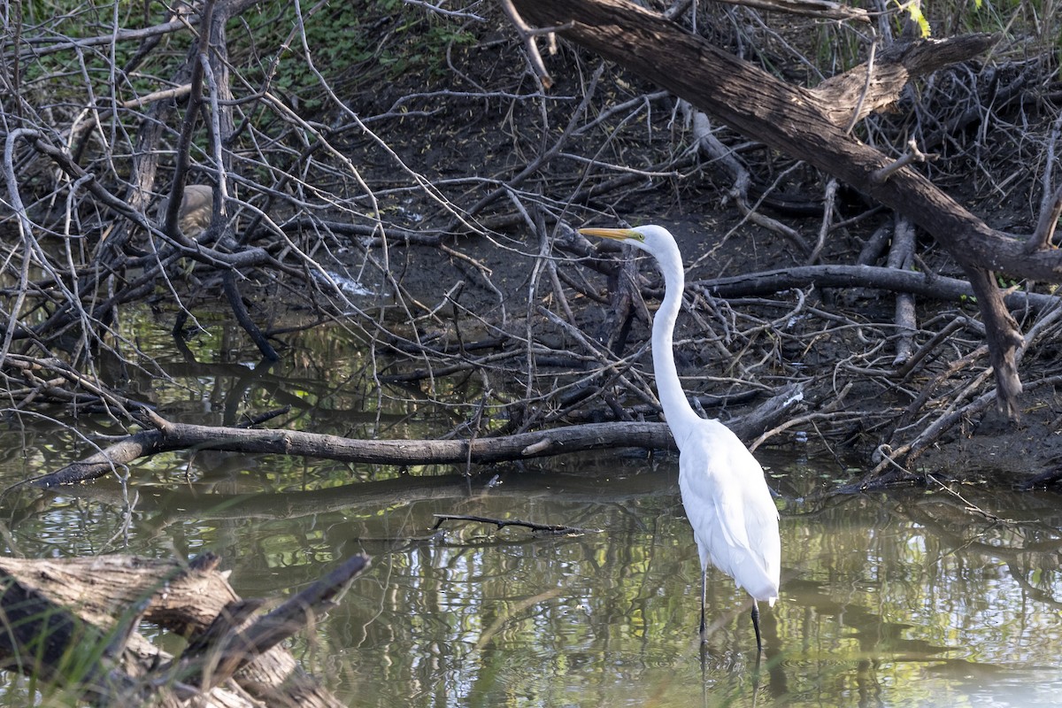 Great Egret - ML647455656