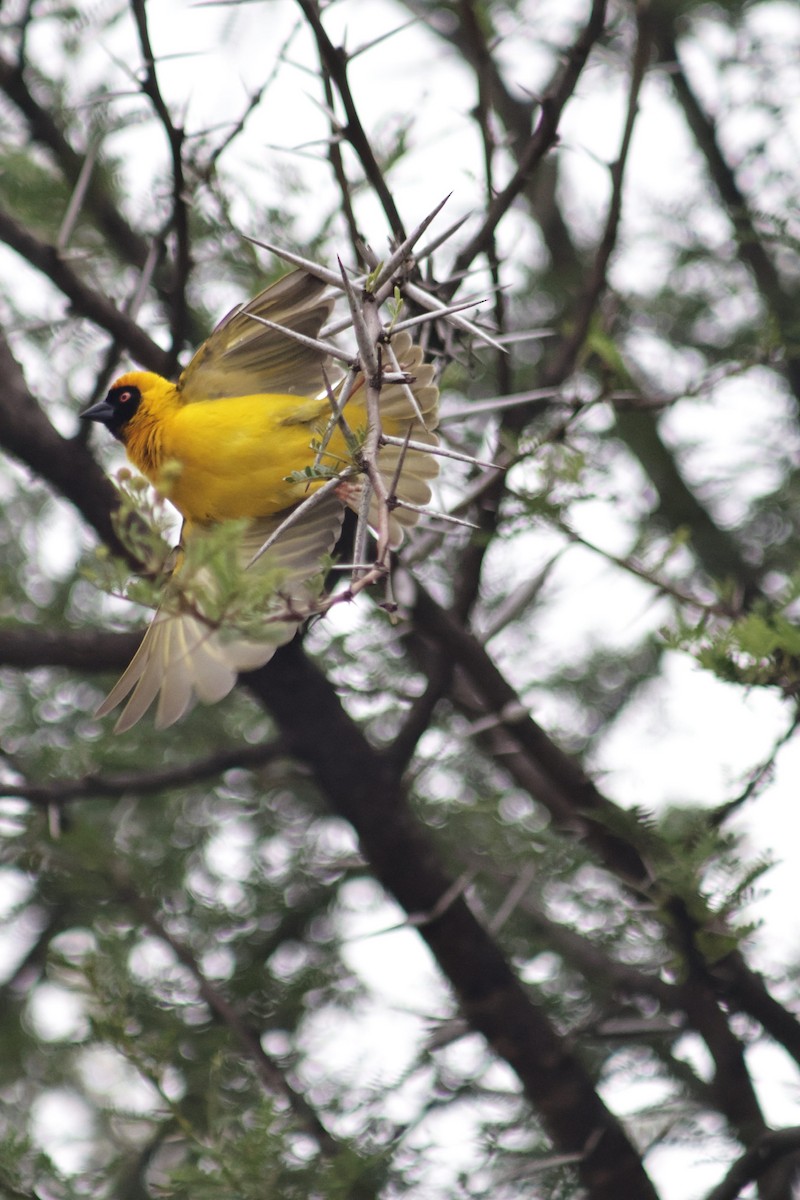 Southern Masked-Weaver - ML647455657