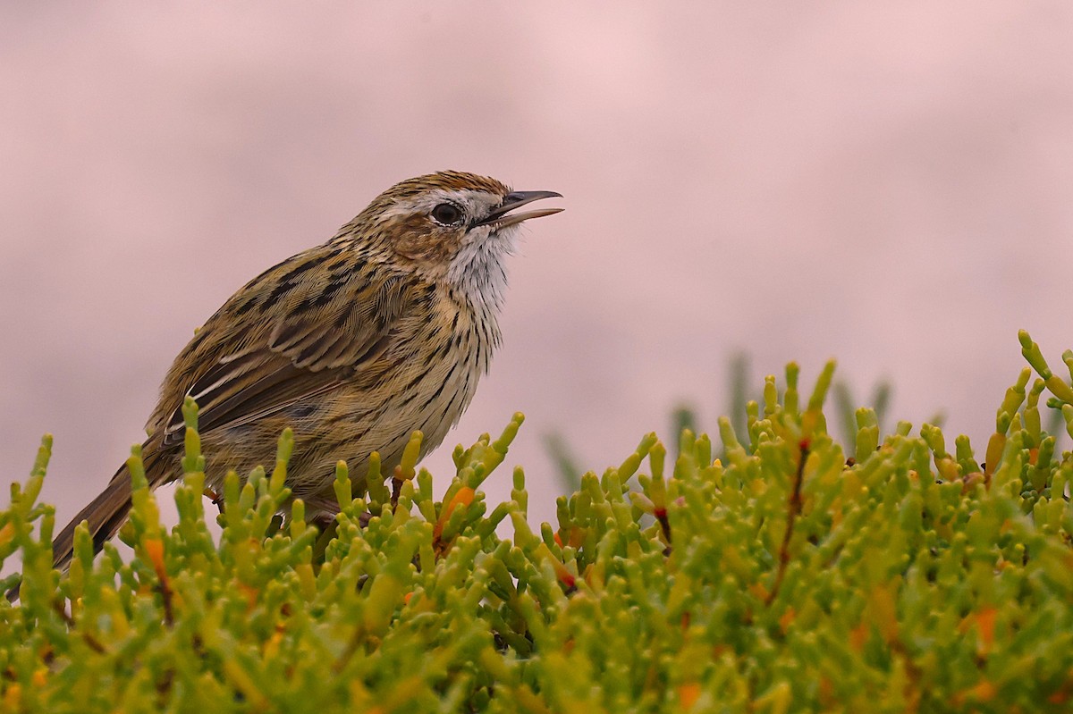 Striated Fieldwren - ML647455658