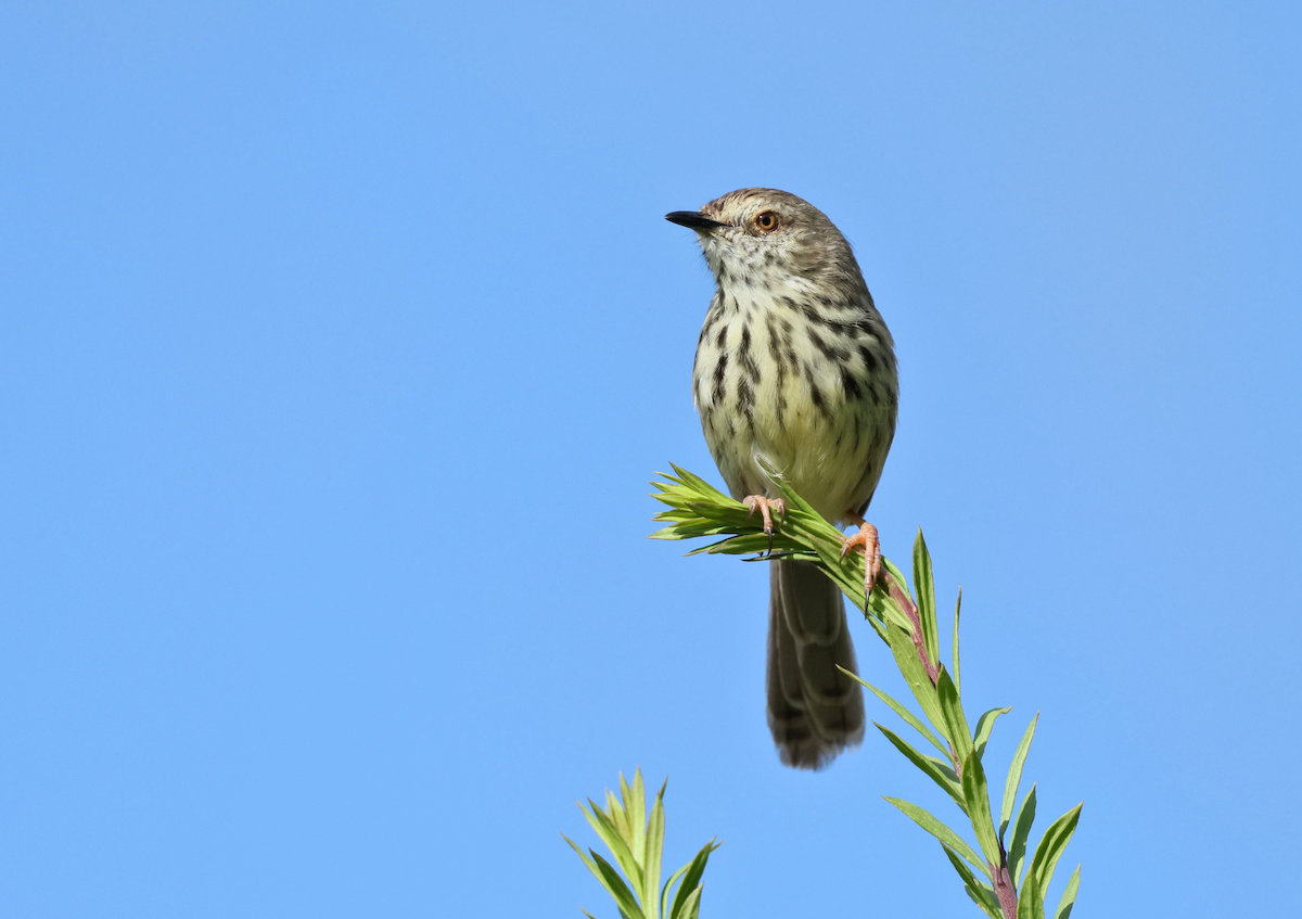 Karoo Prinia - ML647455659