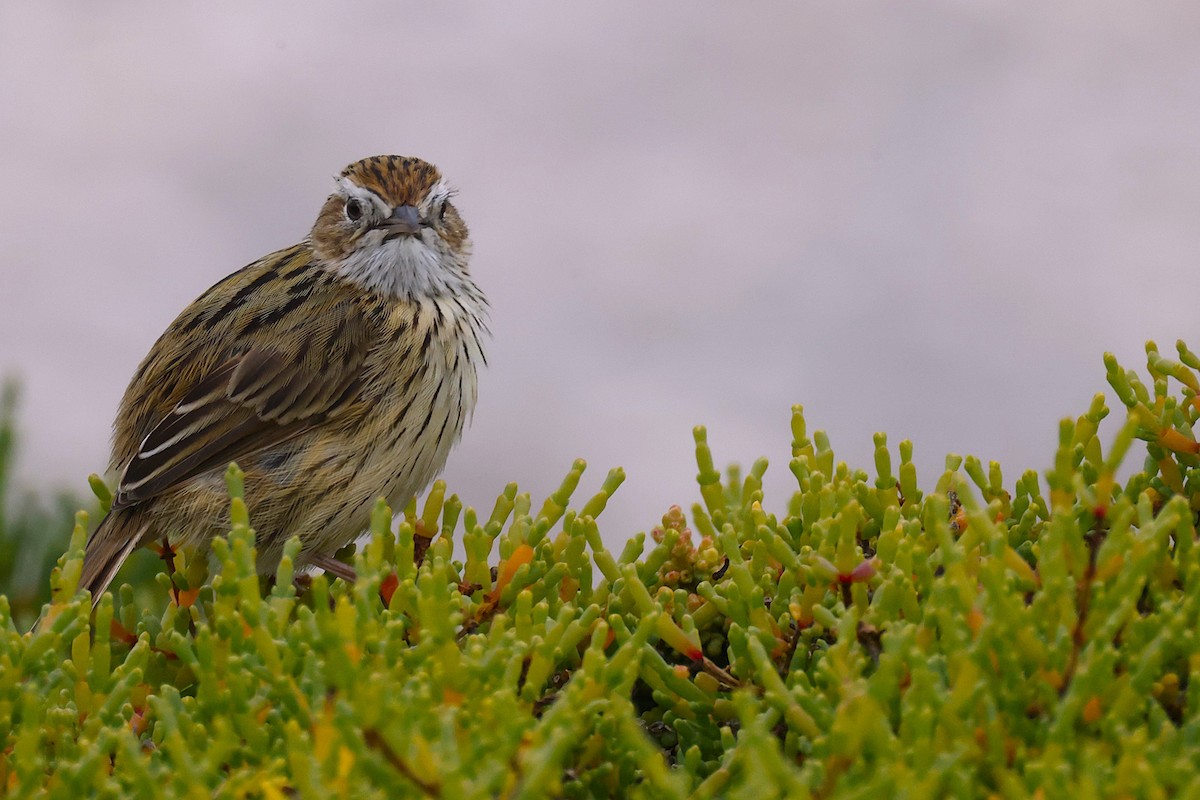 Striated Fieldwren - ML647455660