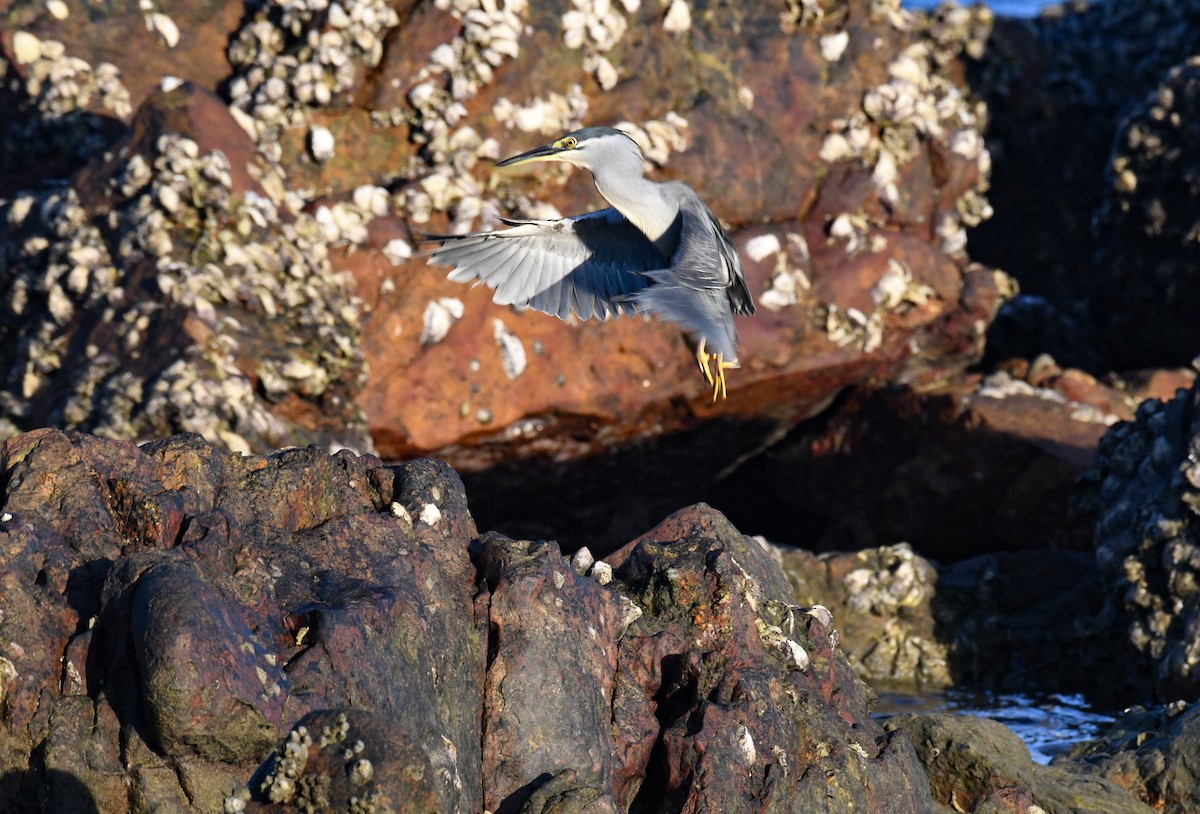 Little Heron - ML647455661