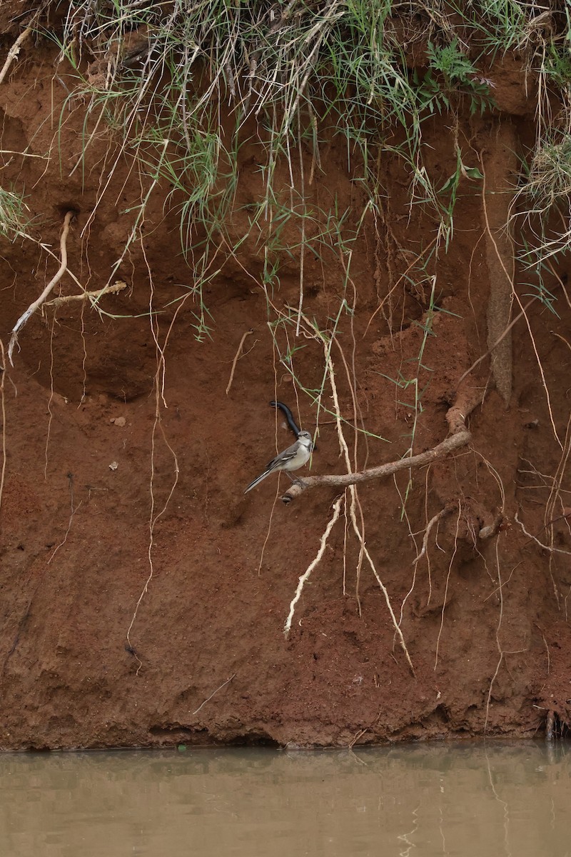 Cape Wagtail - ML647455663