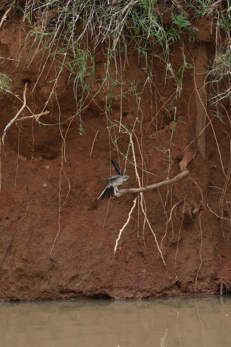 Cape Wagtail - ML647455664