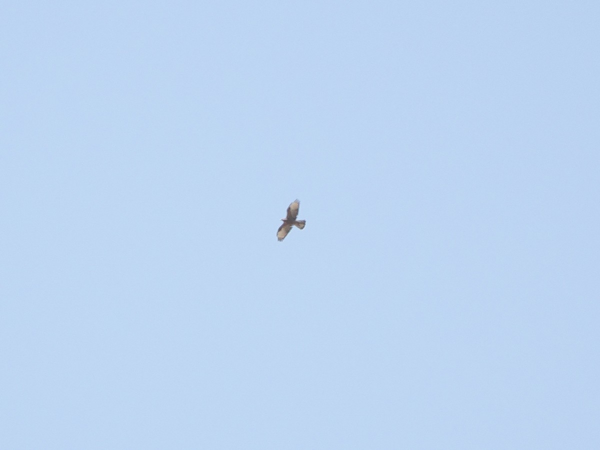 European Honey-buzzard - ML647455665