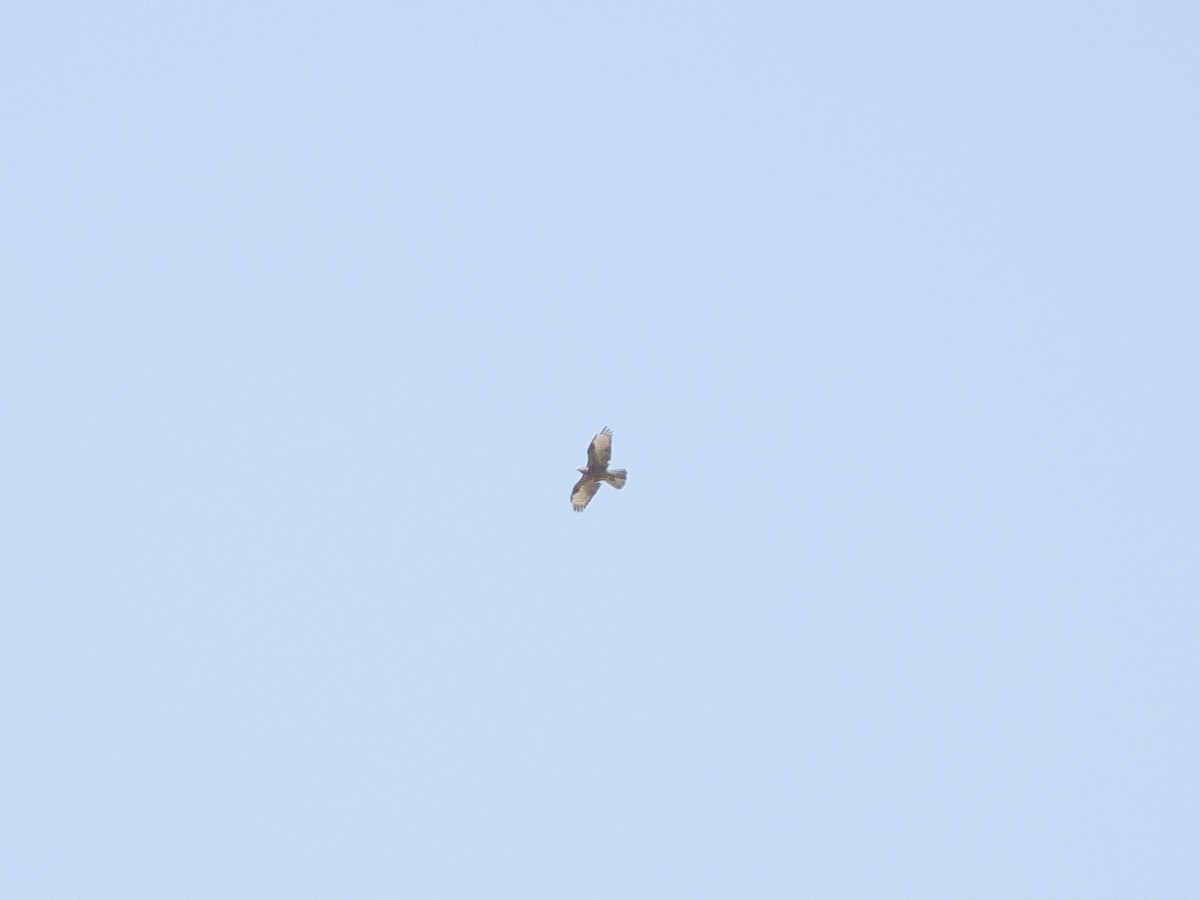European Honey-buzzard - ML647455666