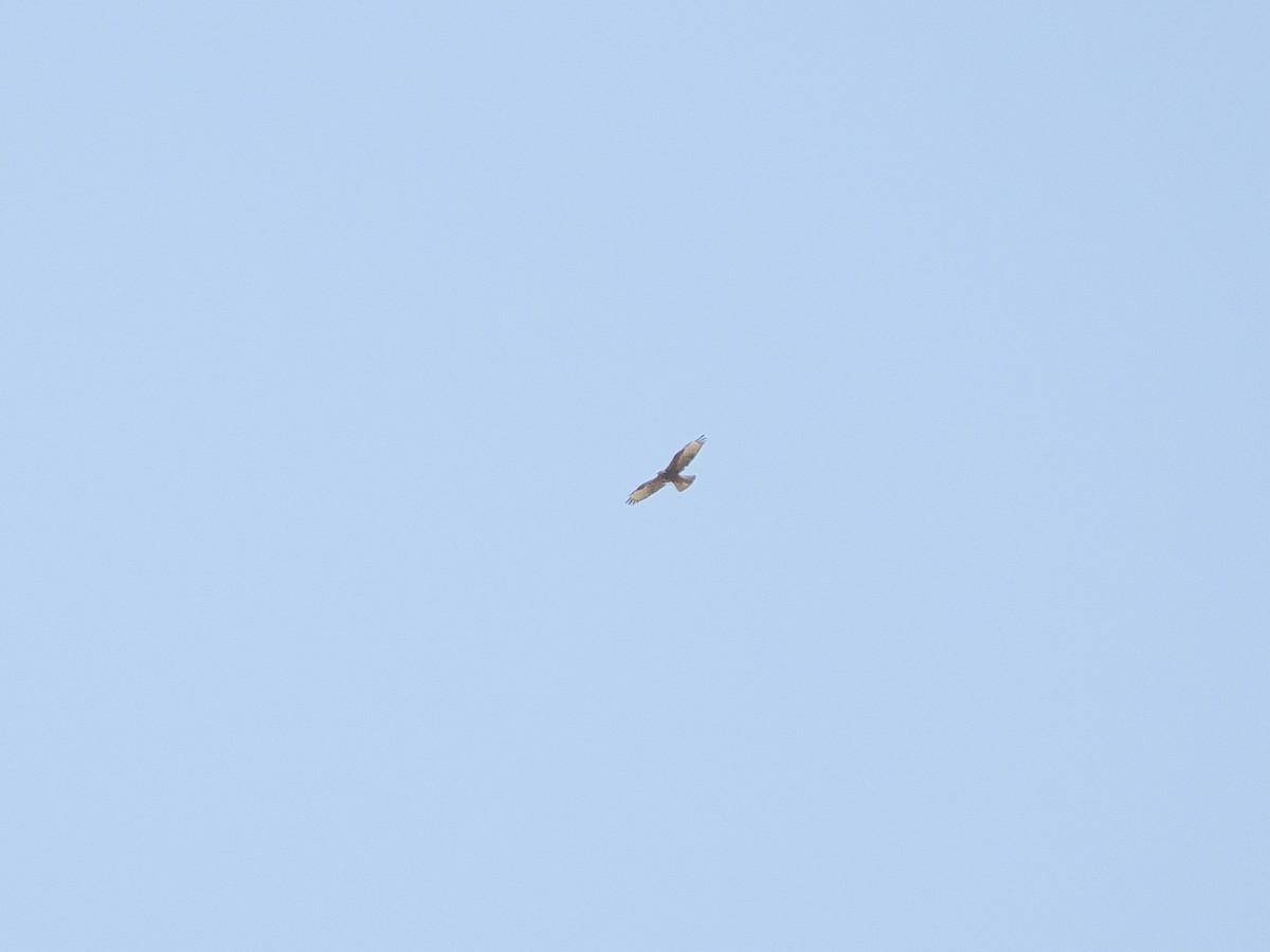 European Honey-buzzard - ML647455667