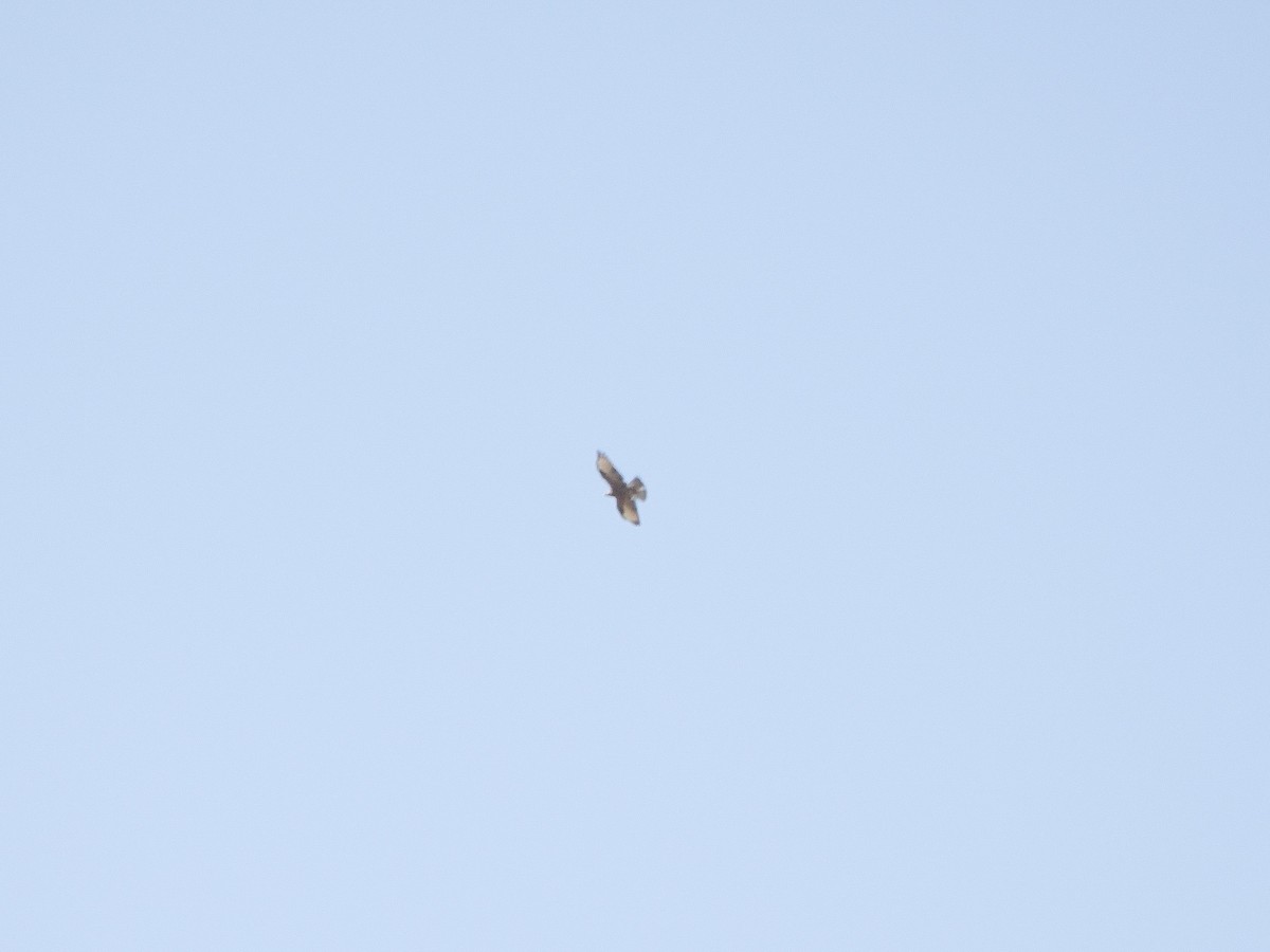 European Honey-buzzard - ML647455668