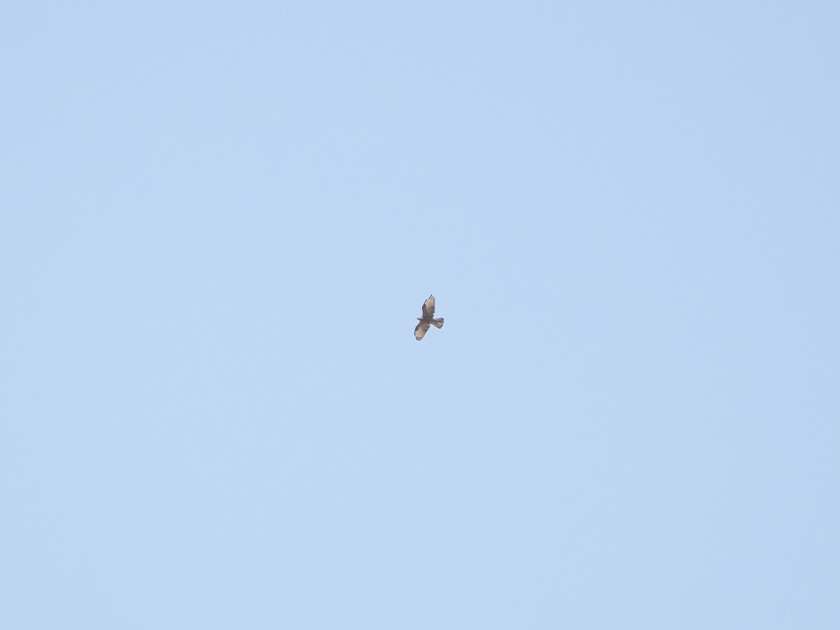 European Honey-buzzard - ML647455669