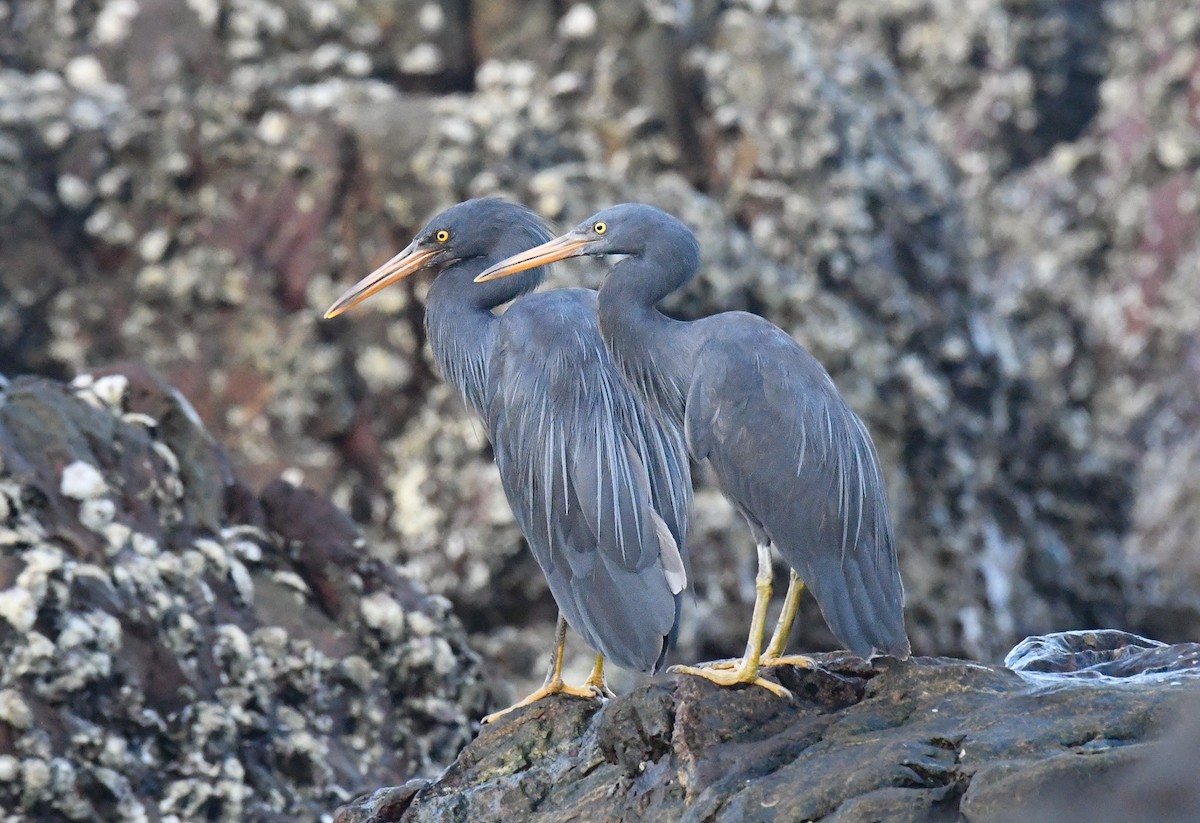Pacific Reef-Heron - ML647455670