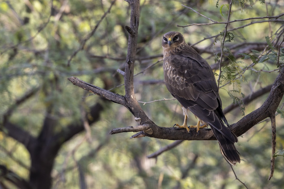 Pallid Harrier - ML647455671