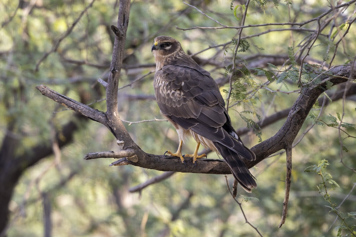 Pallid Harrier - ML647455672