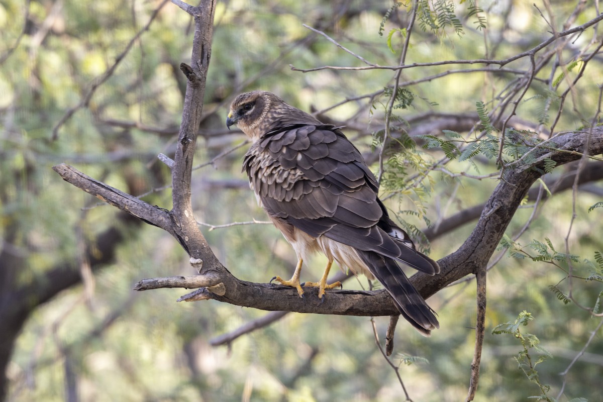 Pallid Harrier - ML647455673