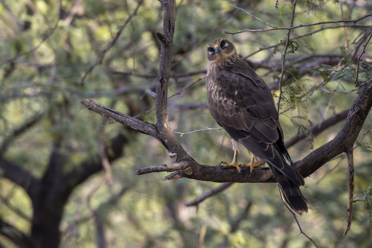 Pallid Harrier - ML647455674