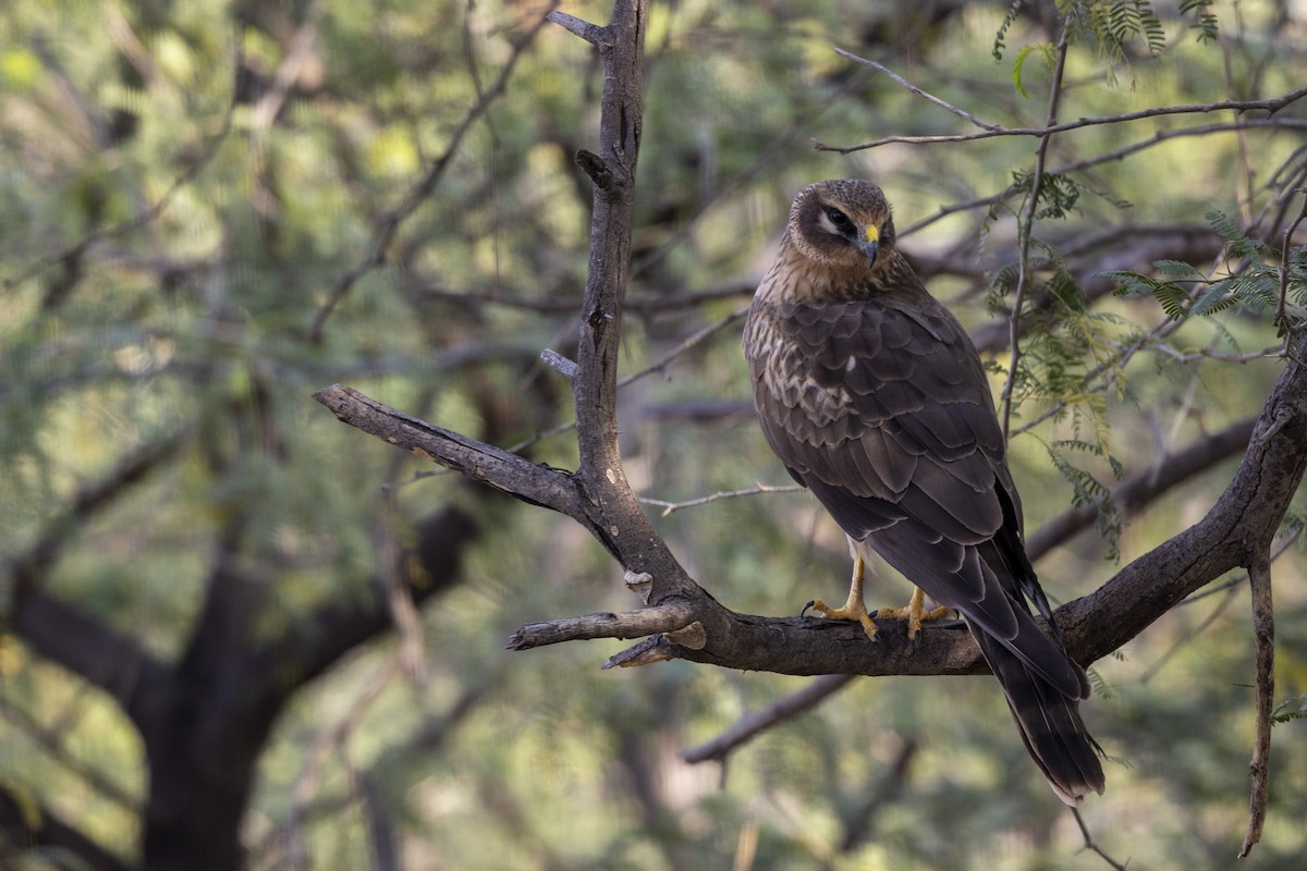 Pallid Harrier - ML647455675