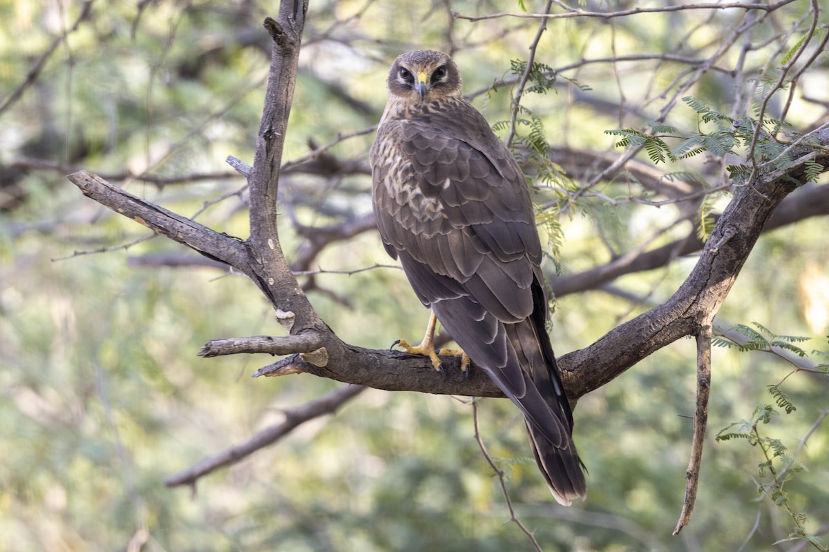Pallid Harrier - ML647455676