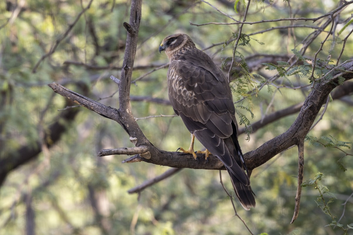 Pallid Harrier - ML647455677