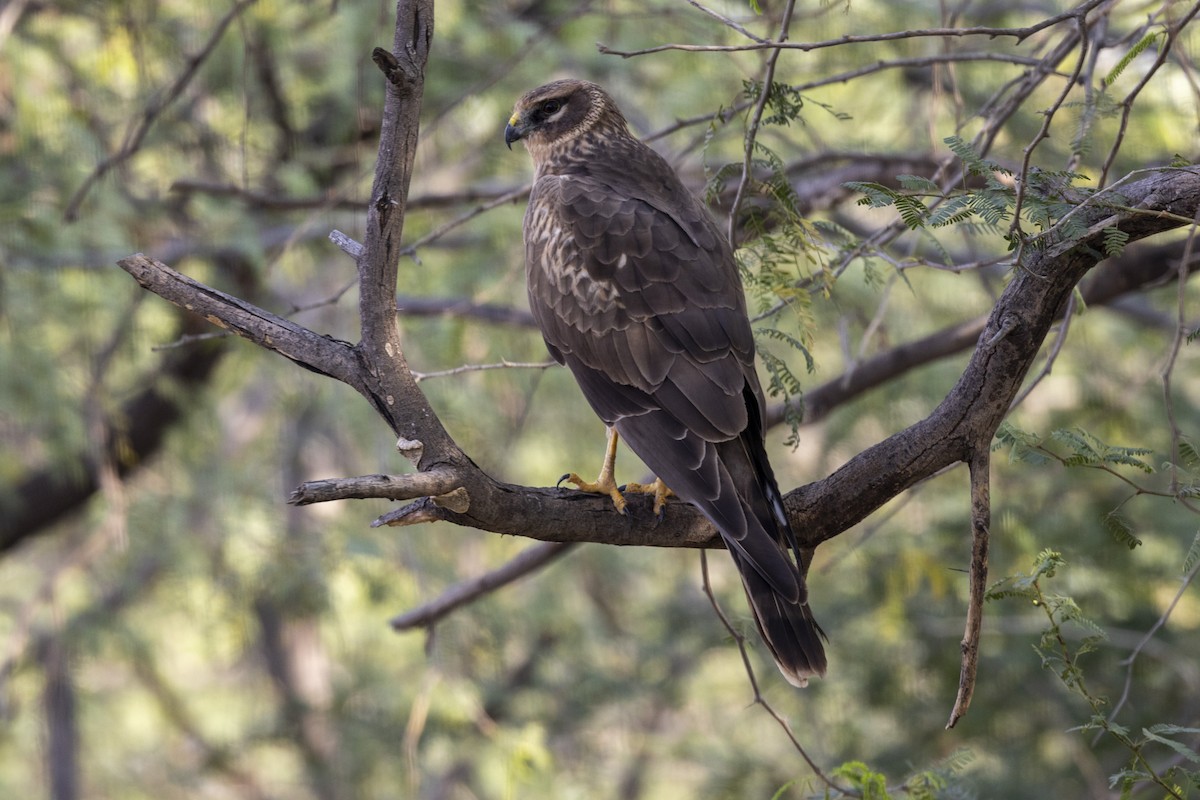 Pallid Harrier - ML647455678