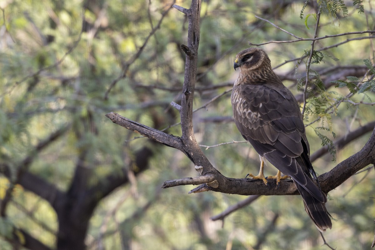 Pallid Harrier - ML647455679