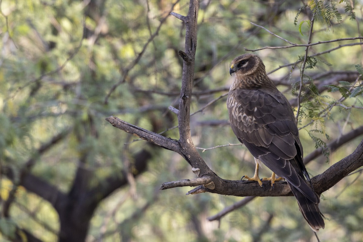 Pallid Harrier - ML647455680
