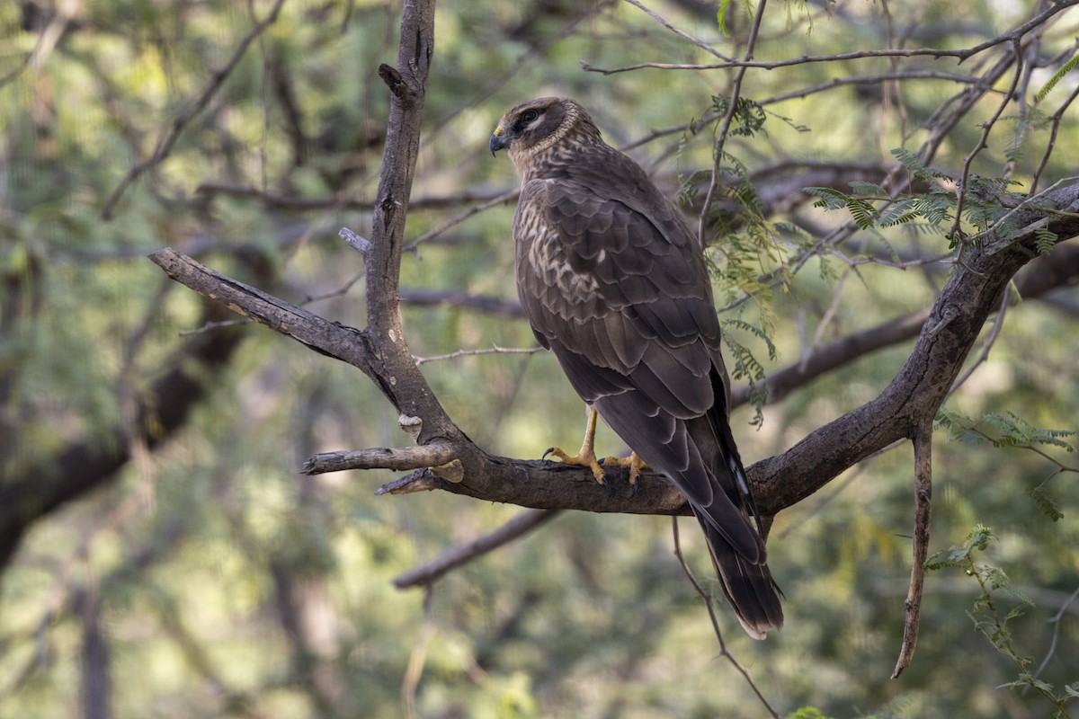 Pallid Harrier - ML647455681