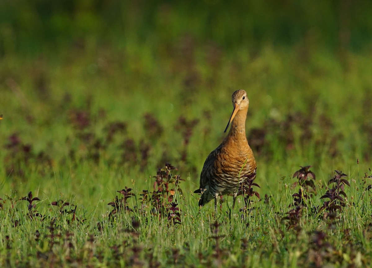 Black-tailed Godwit - ML647455684