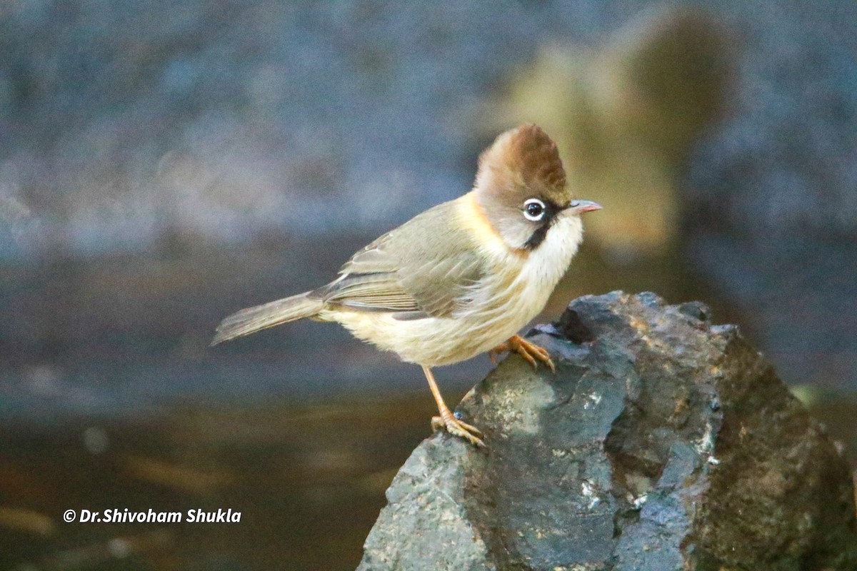 Whiskered Yuhina - ML647455686