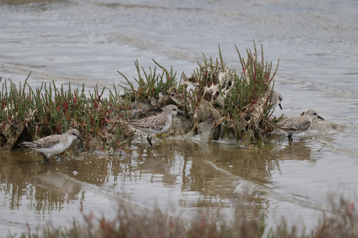 Red-necked Stint - ML647455687
