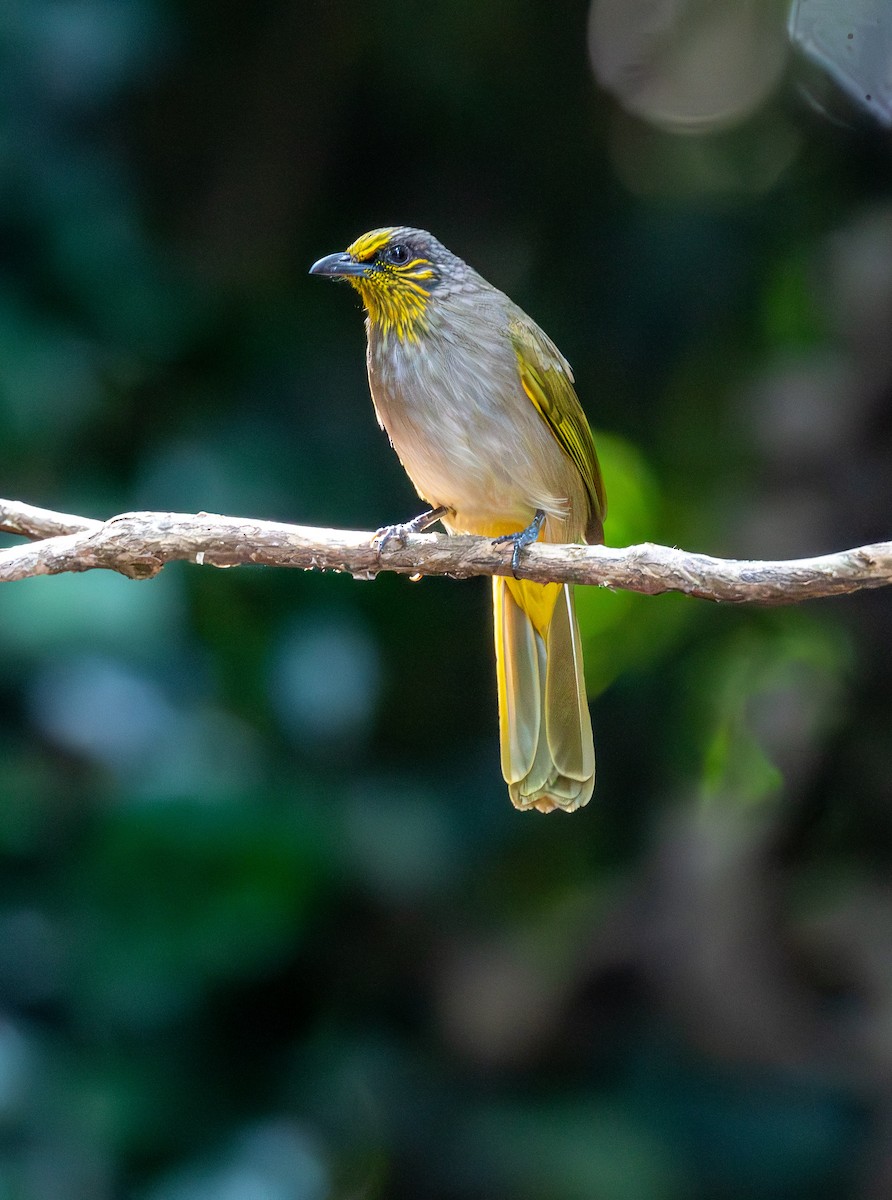Stripe-throated Bulbul - ML647455688