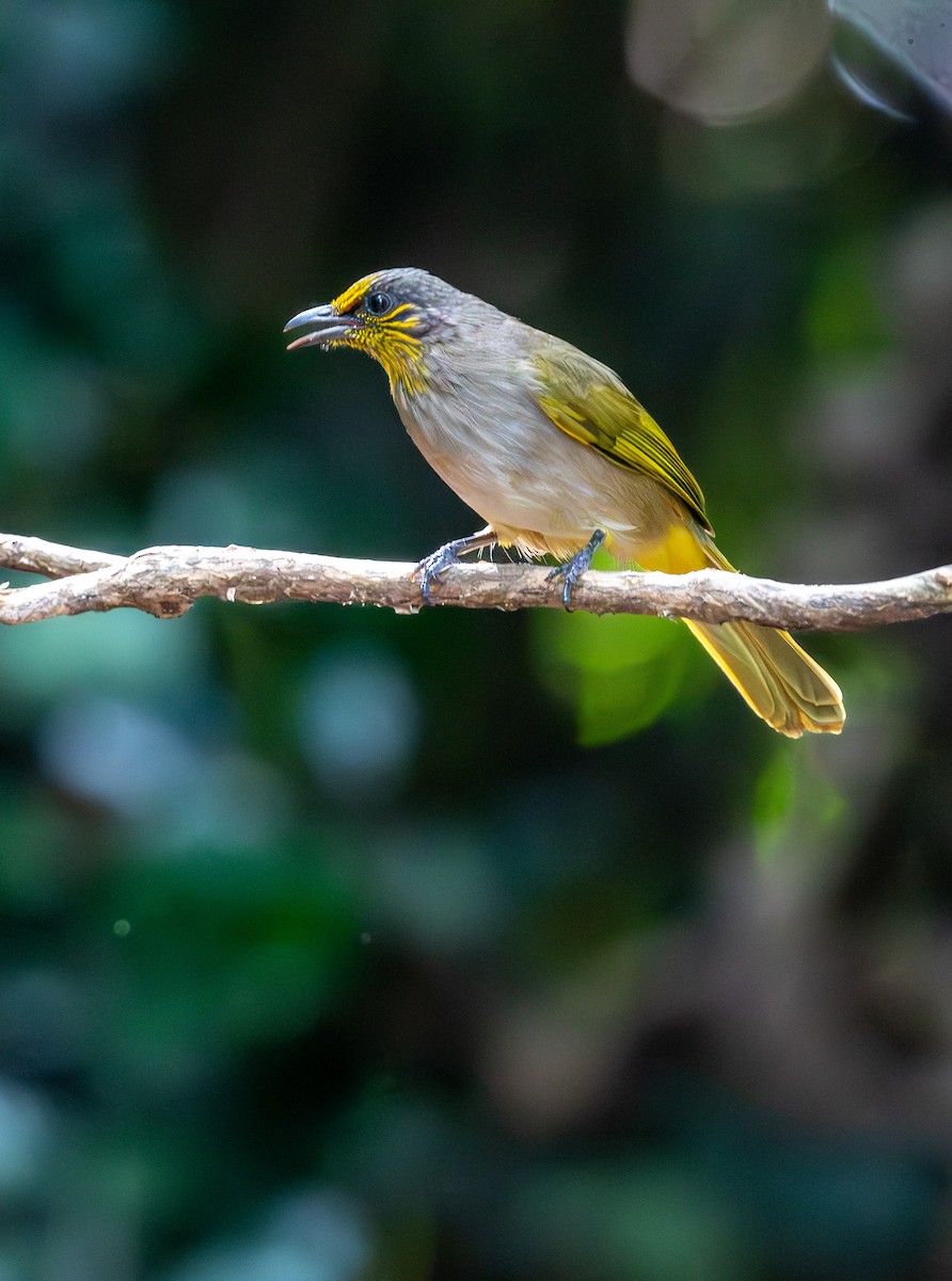 Stripe-throated Bulbul - ML647455689