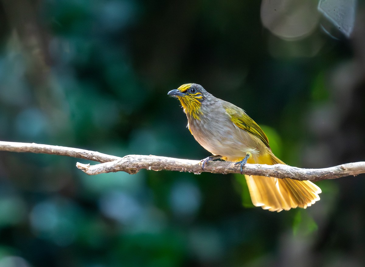 Stripe-throated Bulbul - ML647455690