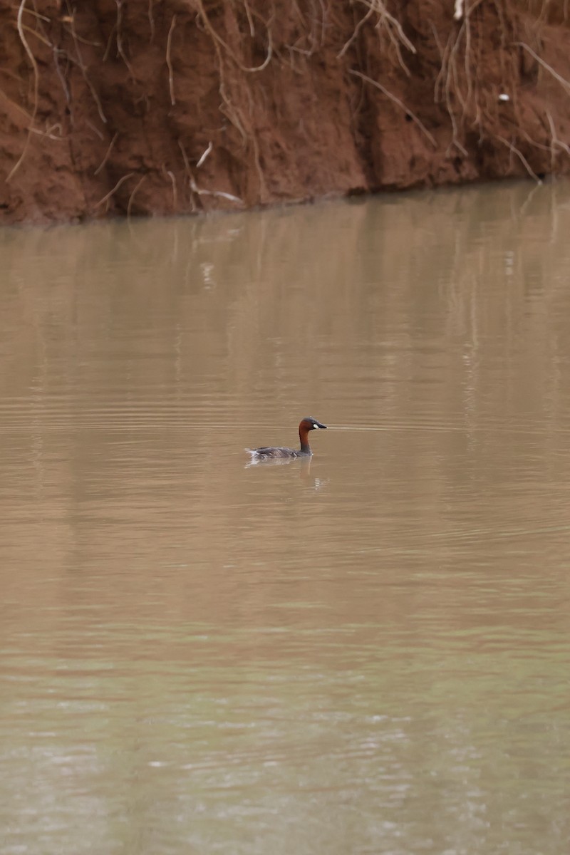 Little Grebe (Little) - ML647455691