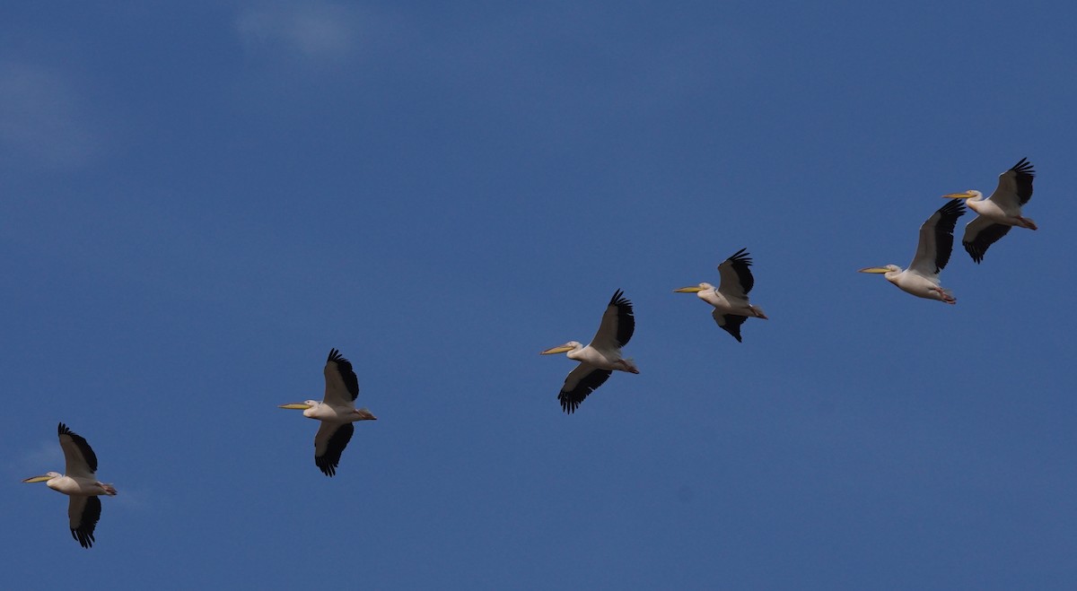 Great White Pelican - ML647455698