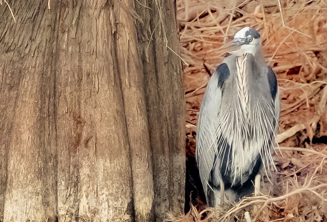 Great Blue Heron - ML647455699