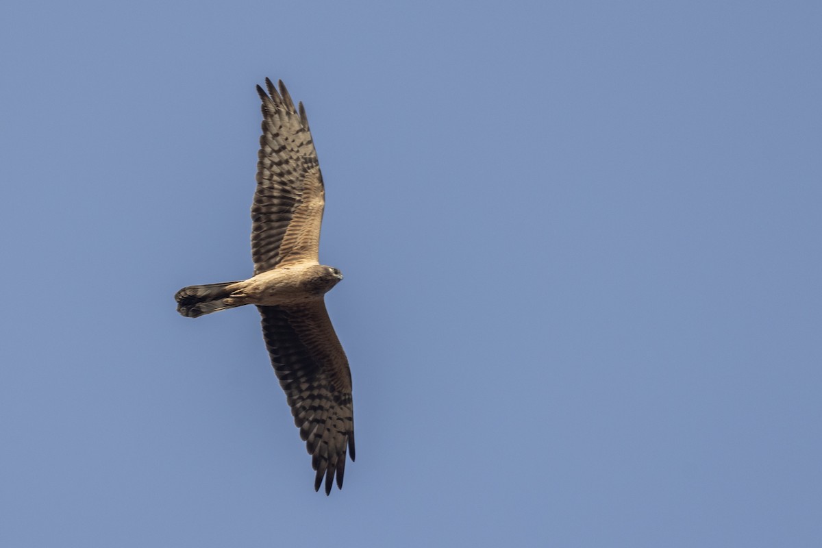 Common Hoopoe - ML647455704