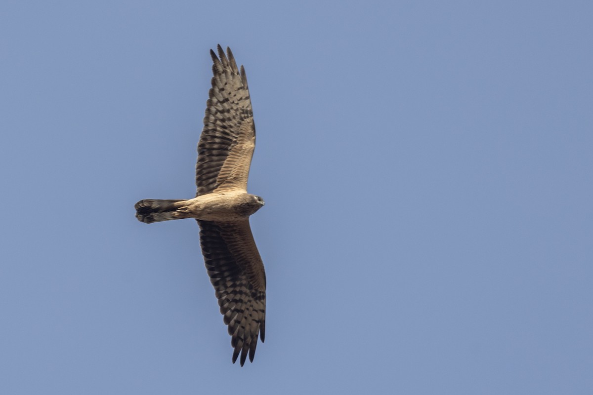 Common Hoopoe - ML647455705