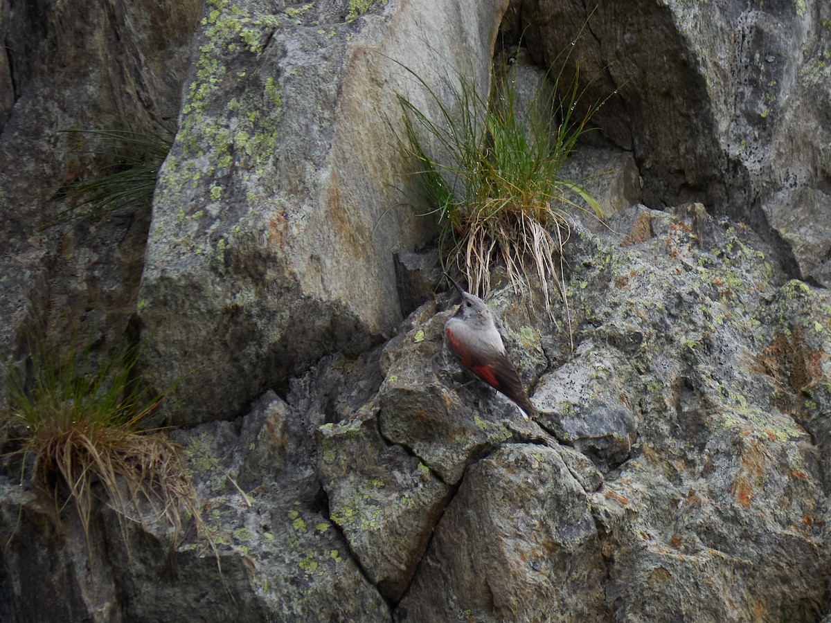 Wallcreeper - ML647455708